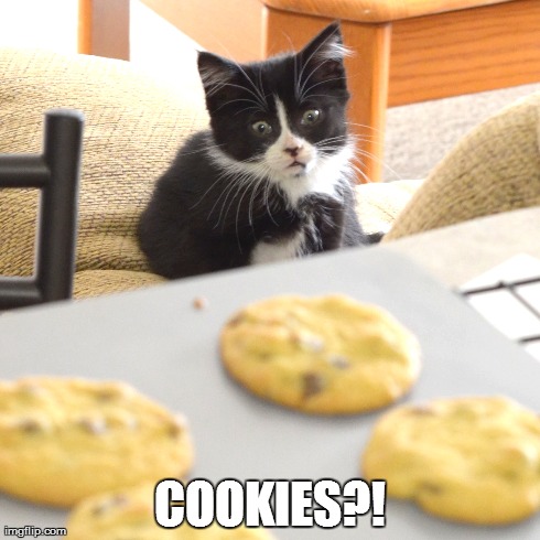 Cats love Cookies | COOKIES?! | image tagged in cats,kittens,kitty,food,cookie monster,funny | made w/ Imgflip meme maker