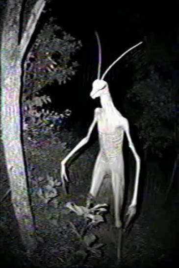 Mantis man? Blank Meme Template