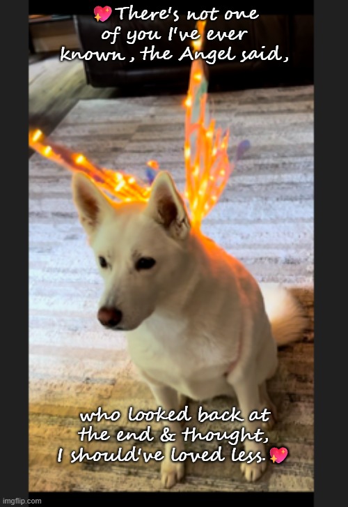 Angel thoughts | 💖There's not one of you I've ever known, the Angel said, who looked back at the end & thought, I should've loved less.💖 | image tagged in dogs | made w/ Imgflip meme maker