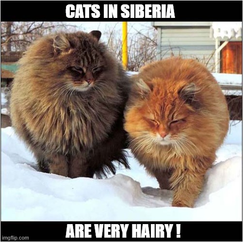 Now That's A Winter Coat ! | CATS IN SIBERIA; ARE VERY HAIRY ! | image tagged in cats,winter,hairy,siberia | made w/ Imgflip meme maker