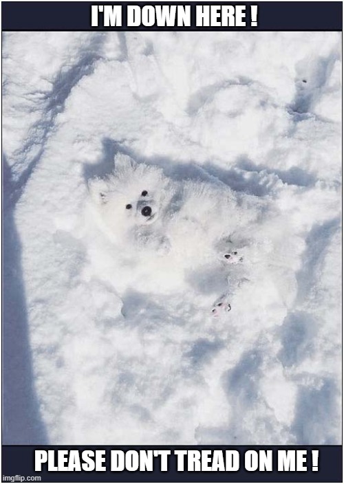 Excellent Winter Camouflage ! | I'M DOWN HERE ! PLEASE DON'T TREAD ON ME ! | image tagged in dogs,snow,camouflage,be careful | made w/ Imgflip meme maker