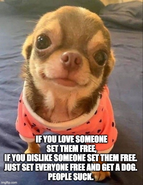 Get a dog, People suck | IF YOU LOVE SOMEONE SET THEM FREE,
IF YOU DISLIKE SOMEONE SET THEM FREE. 
JUST SET EVERYONE FREE AND GET A DOG. 
PEOPLE SUCK. | image tagged in chihuahua | made w/ Imgflip meme maker