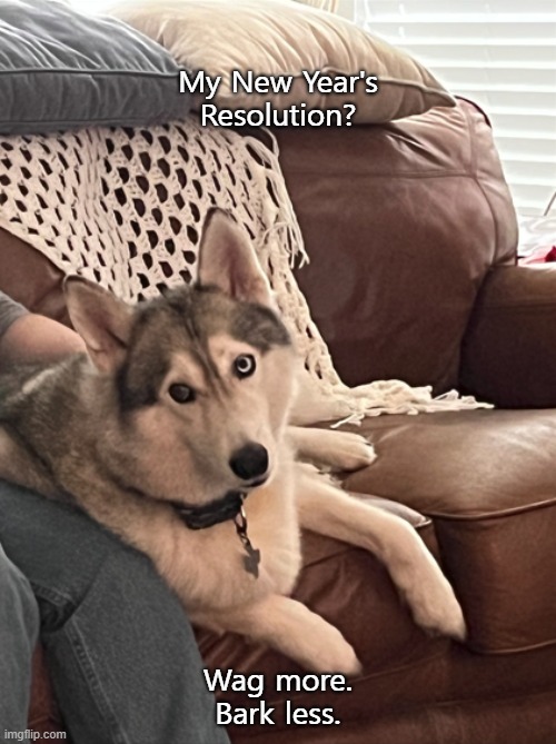 Doggie Resolution | My New Year's Resolution? Wag more.
Bark less. | image tagged in dogs | made w/ Imgflip meme maker