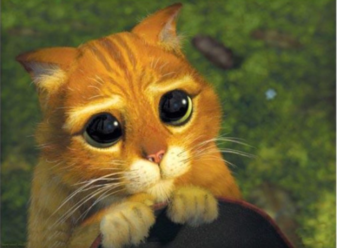 shrek cat flipped Blank Meme Template