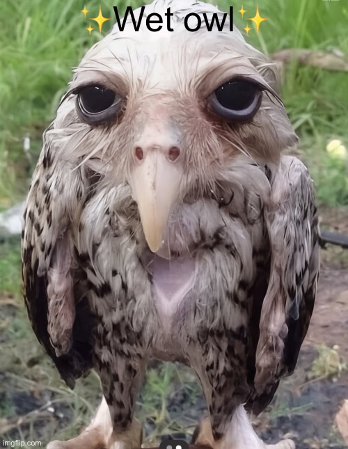 ✨Wet owl✨ | made w/ Imgflip meme maker