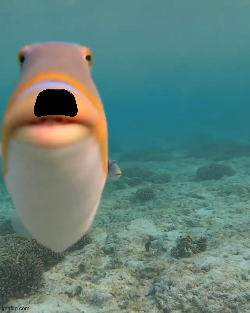 staring fish | image tagged in staring fish | made w/ Imgflip meme maker