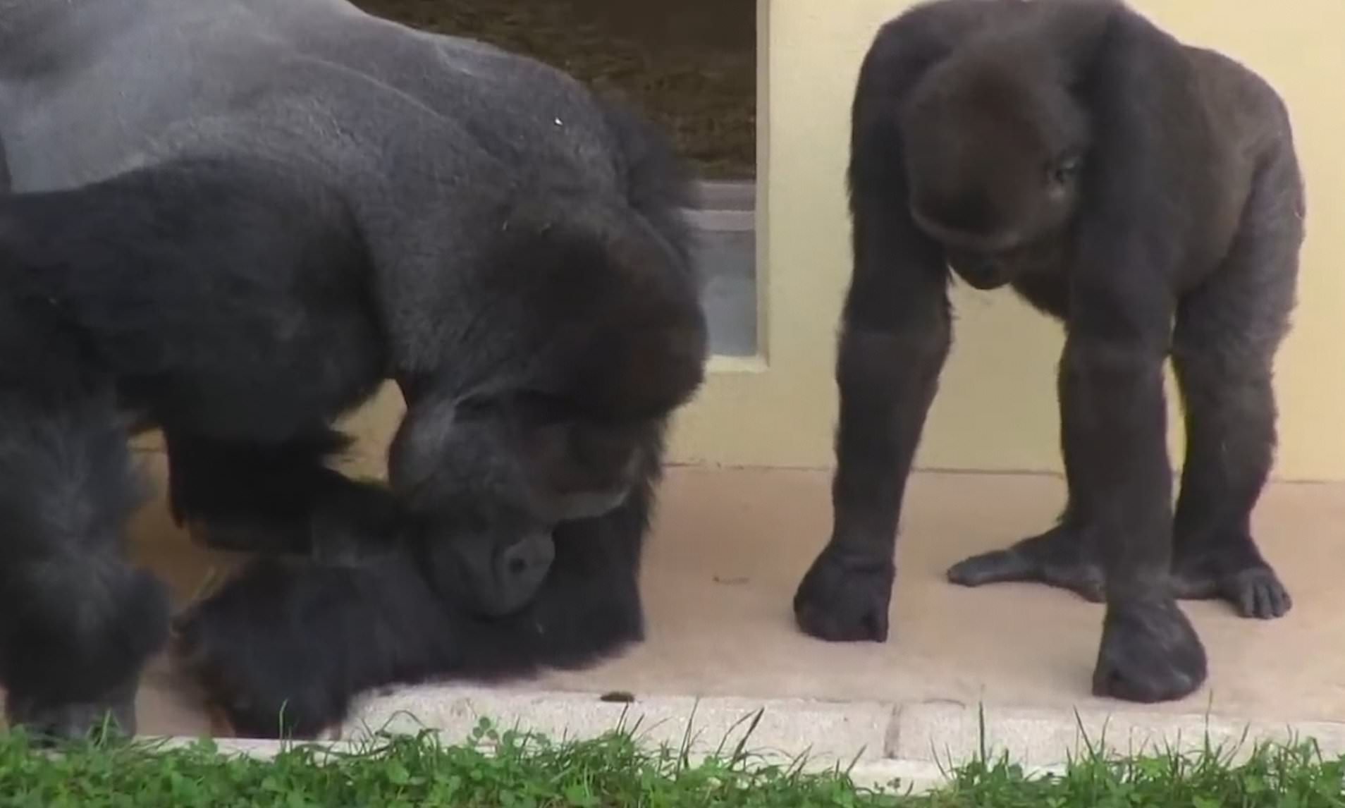 Silverbacks looking at a bug Blank Meme Template