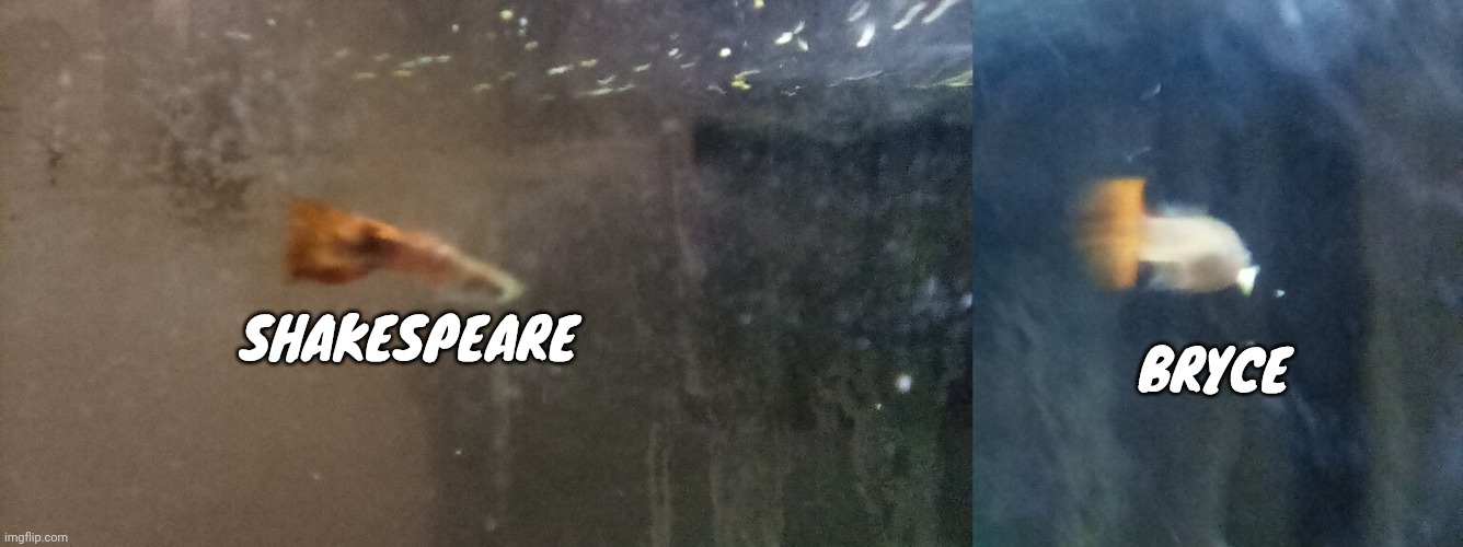 BRYCE; SHAKESPEARE | made w/ Imgflip meme maker