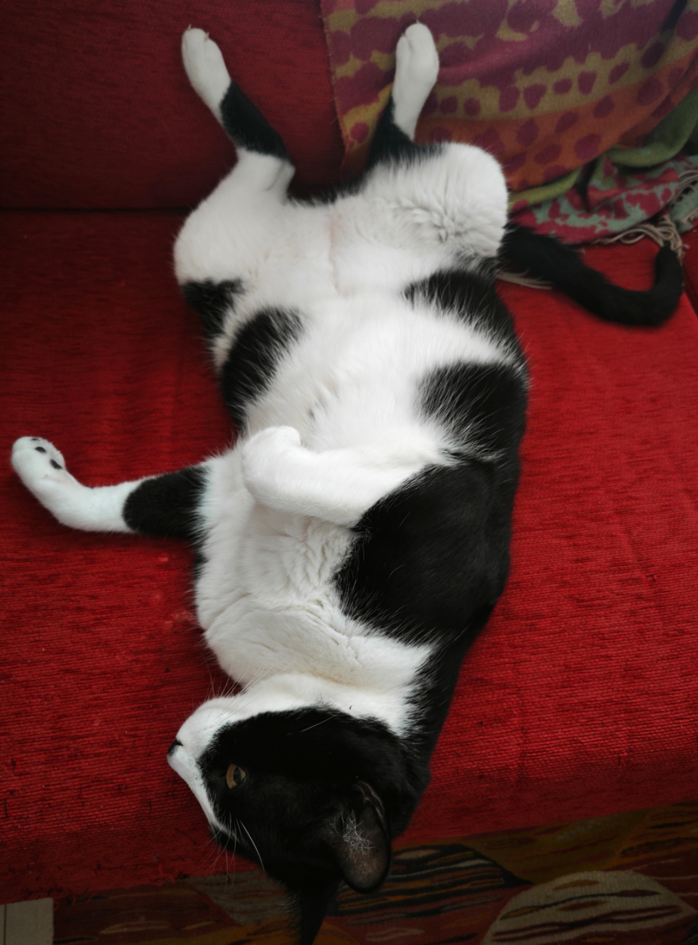 High Quality Pablo on the Sofa Blank Meme Template