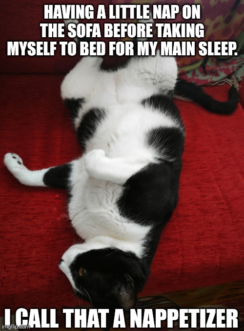Nappetizer | HAVING A LITTLE NAP ON THE SOFA BEFORE TAKING MYSELF TO BED FOR MY MAIN SLEEP. I CALL THAT A NAPPETIZER | image tagged in pablo on the sofa,cat,sofa,funny cats | made w/ Imgflip meme maker
