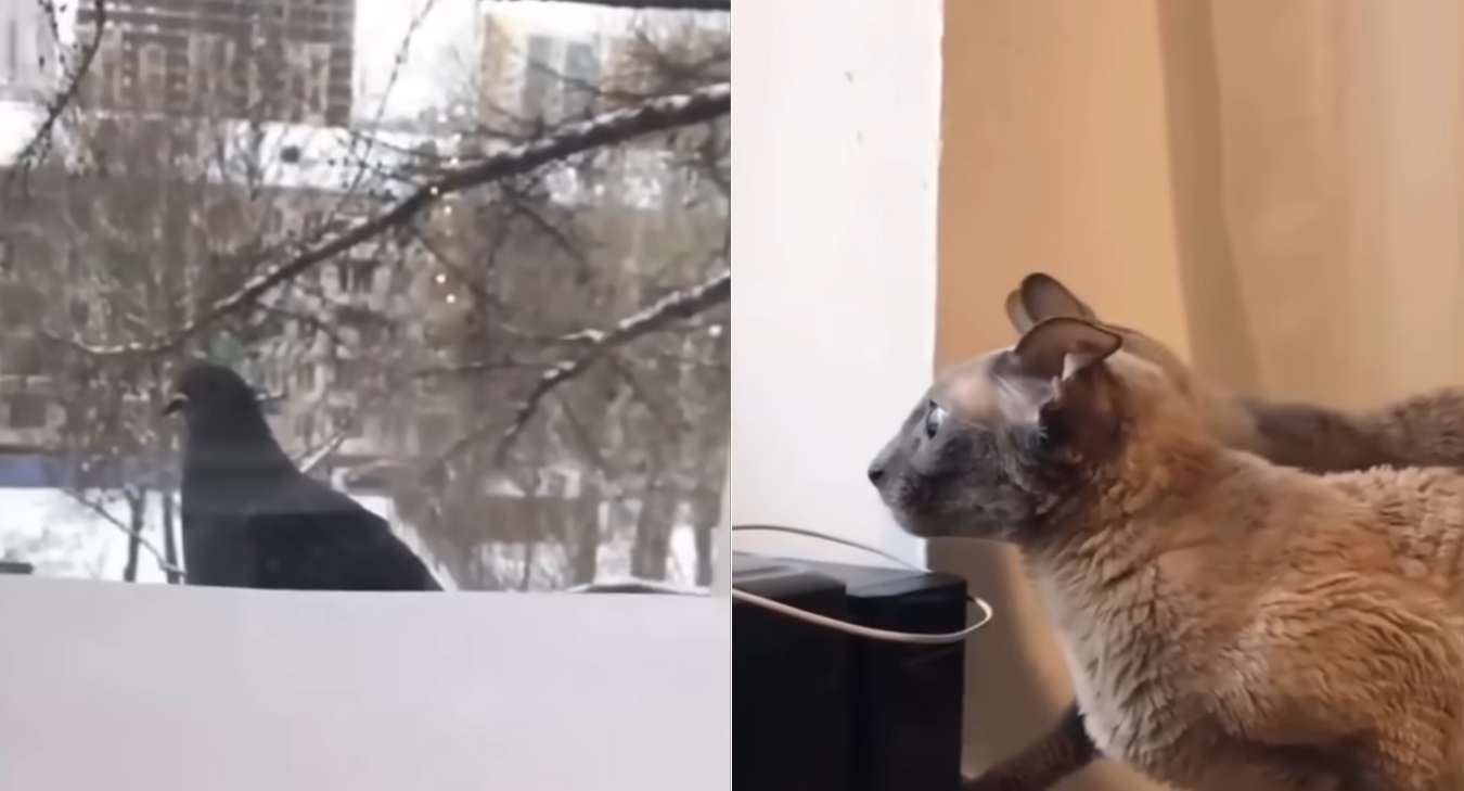 Pigeon and Cat Meme Blank Meme Template