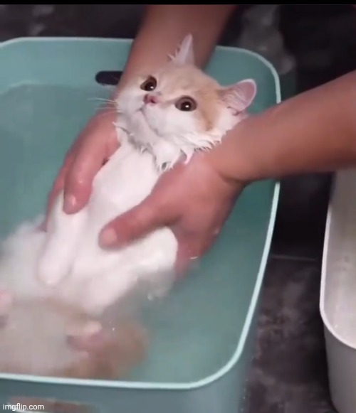 Violence cat | image tagged in violence cat | made w/ Imgflip meme maker