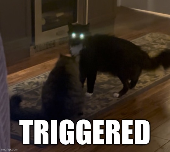 TRIGGERED | image tagged in funny,meme,cat | made w/ Imgflip meme maker