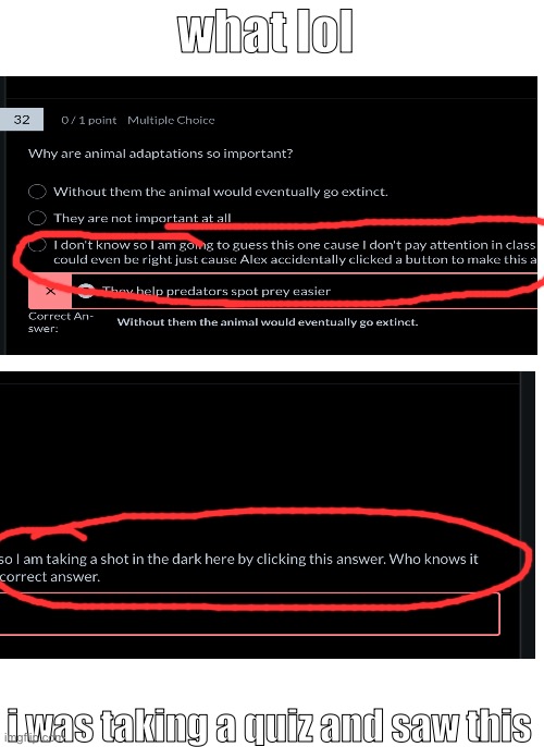 Sorry for making it 2 images 1 image was too big | what lol; i was taking a quiz and saw this | image tagged in blank white template | made w/ Imgflip meme maker