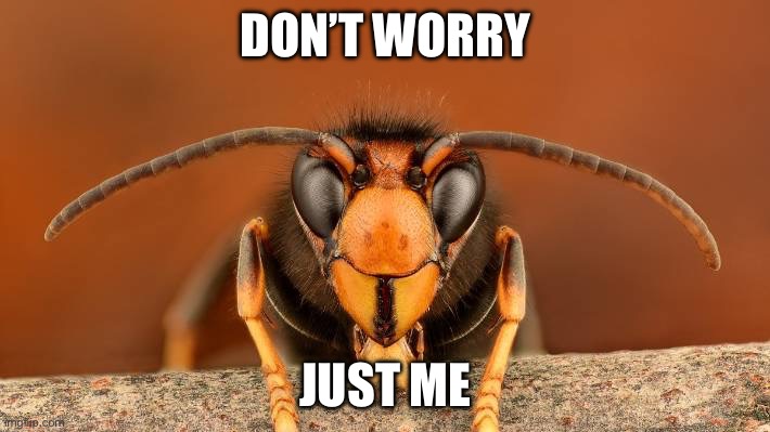 Would you trust this | DON’T WORRY JUST ME | image tagged in murder hornet,hornet,don't worry be happy | made w/ Imgflip meme maker