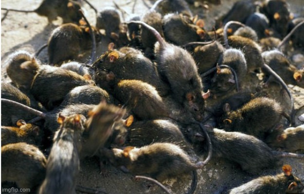 Rats | image tagged in rats | made w/ Imgflip meme maker