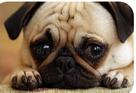 We miss you all dearly Blank Meme Template