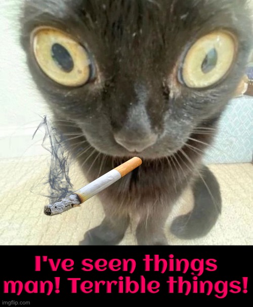 PTSD War Kitteh | I've seen things man! Terrible things! | image tagged in cats,funny cats,war,ptsd,cigarettes,what a terrible day to have eyes | made w/ Imgflip meme maker