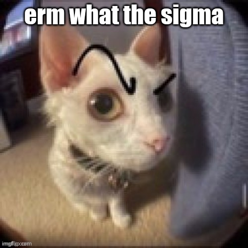 Side Eye Eyebrow Raise Cat | erm what the sigma | image tagged in side eye eyebrow raise cat | made w/ Imgflip meme maker