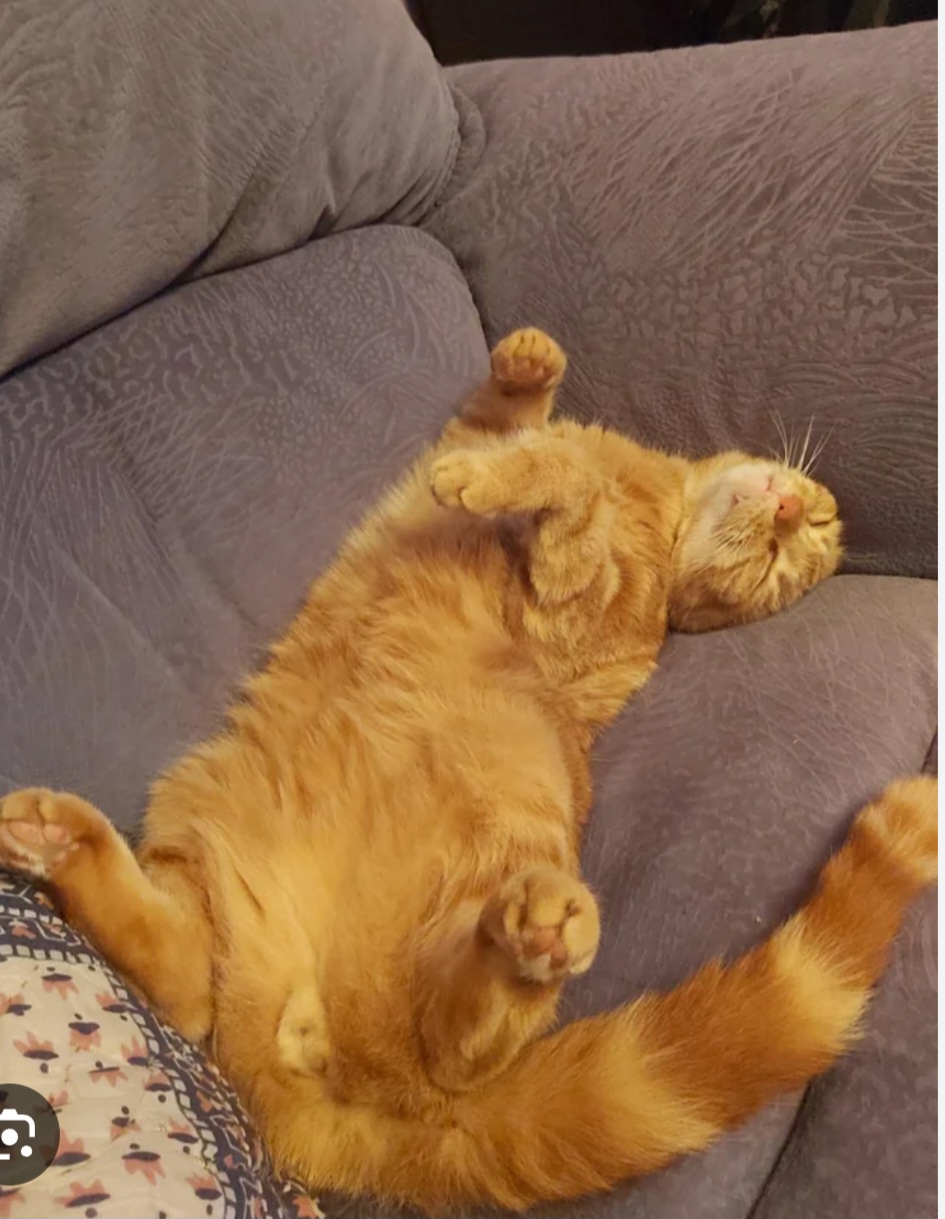 CAT SLEEP ON DIVANO ? ? Blank Meme Template