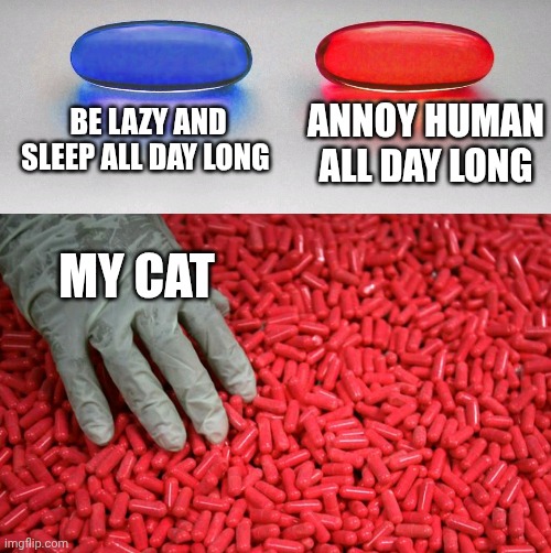 Blue or red pill | BE LAZY AND SLEEP ALL DAY LONG; ANNOY HUMAN ALL DAY LONG; MY CAT | image tagged in blue or red pill | made w/ Imgflip meme maker