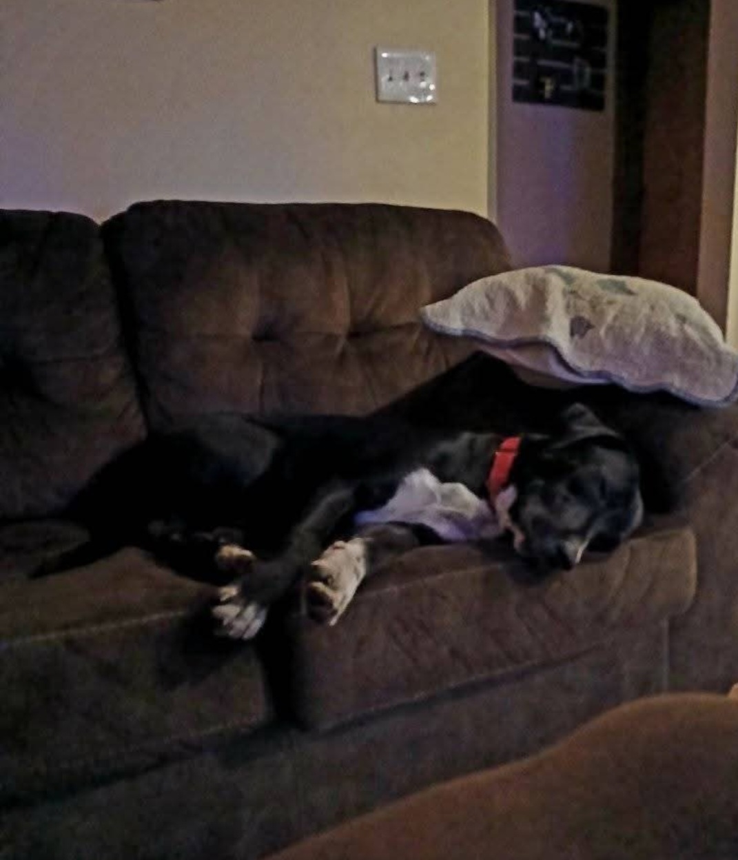 Sleeping dog Blank Meme Template