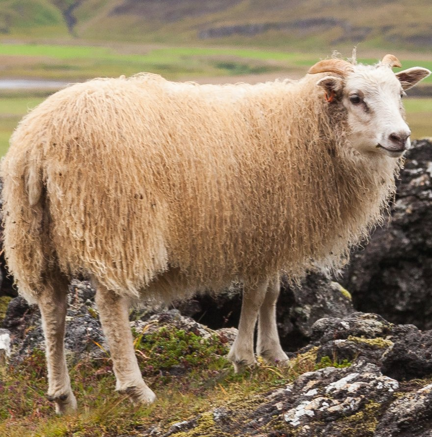 Ewe Blank Meme Template