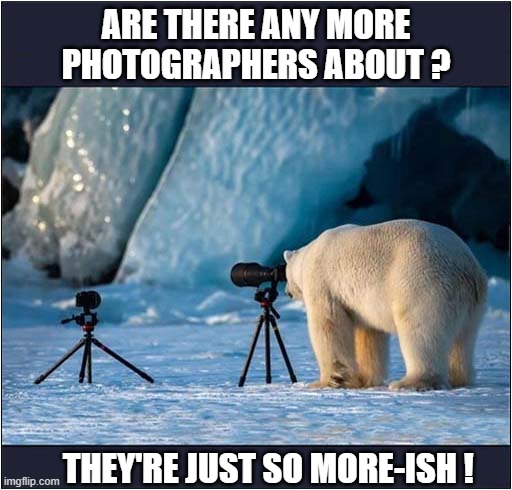 One Hungry, Hungry Polar Bear ! | ARE THERE ANY MORE
PHOTOGRAPHERS ABOUT ? THEY'RE JUST SO MORE-ISH ! | image tagged in polar bear,photographer,lunch | made w/ Imgflip meme maker