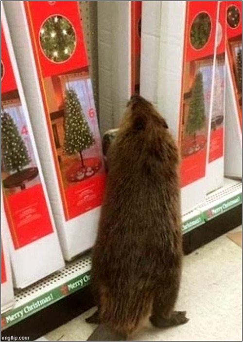 Christmas Packed Lunches For Beavers ? | image tagged in christmas tree,packed lunch,beaver | made w/ Imgflip meme maker