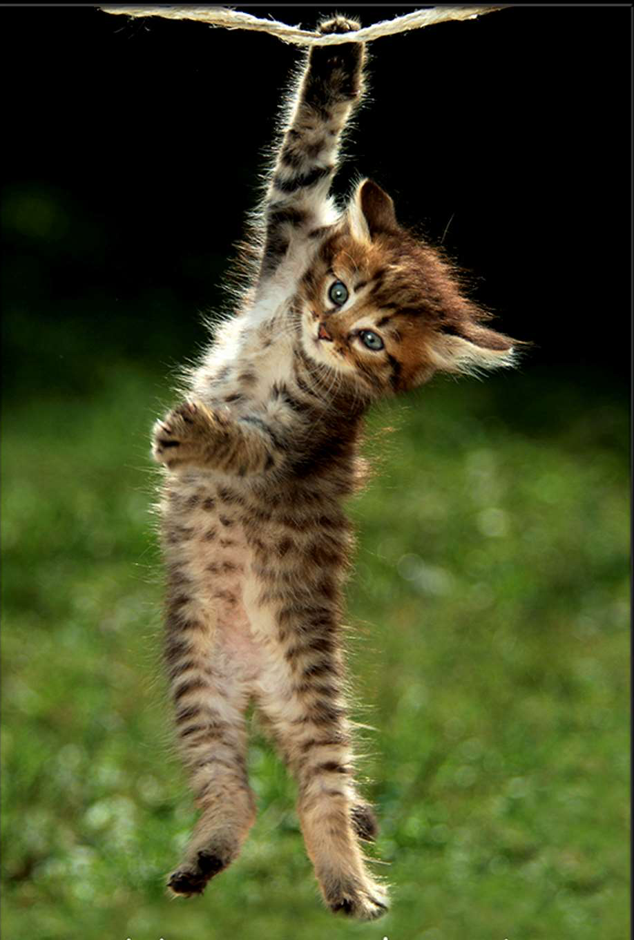 hang in there cat Blank Meme Template