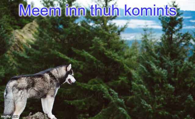 W speed | Meem inn thuh komints | image tagged in husky | made w/ Imgflip meme maker