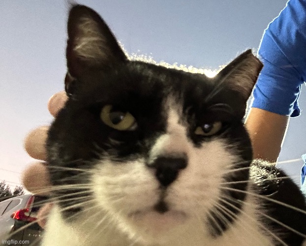 Found this silly mf yesterday | made w/ Imgflip meme maker