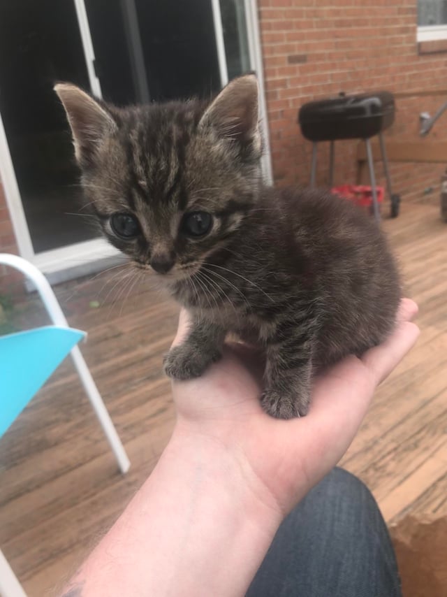 Handheld kitten Blank Meme Template