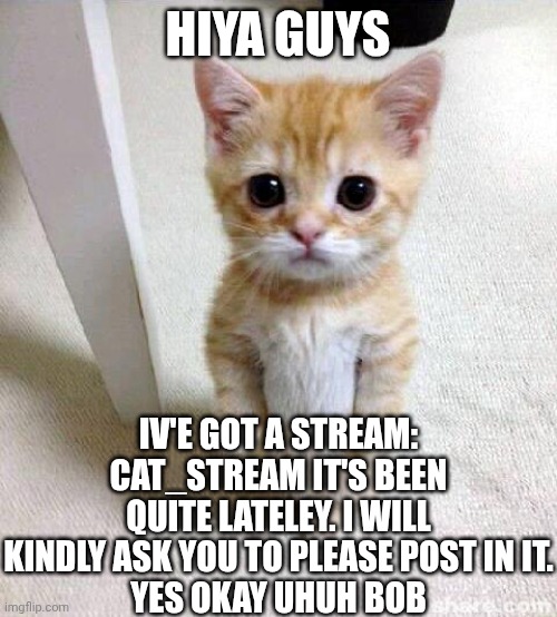 Cute Cat Meme | HIYA GUYS; IV'E GOT A STREAM: CAT_STREAM IT'S BEEN QUITE LATELEY. I WILL KINDLY ASK YOU TO PLEASE POST IN IT.
YES OKAY UHUH BOB | image tagged in memes,cute cat | made w/ Imgflip meme maker