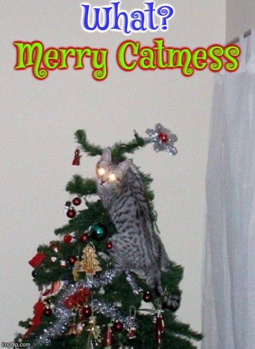 Merry Catmess | What? Merry Catmess | image tagged in cats,funny cats,merry christmas,christmas with cats,christmas tree,what | made w/ Imgflip meme maker
