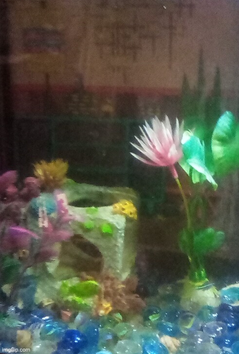 I taped a picture onto the back of my aquarium and it looks so silly lmao | made w/ Imgflip meme maker