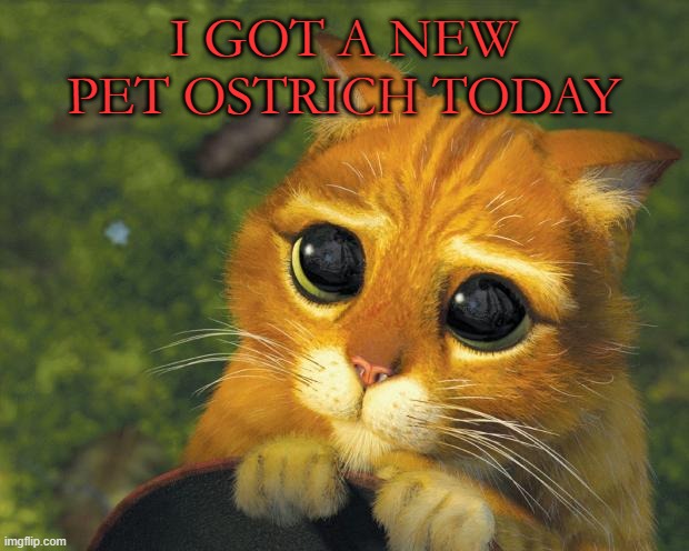 Life changing facts | I GOT A NEW PET OSTRICH TODAY | image tagged in pleading puss in boots | made w/ Imgflip meme maker