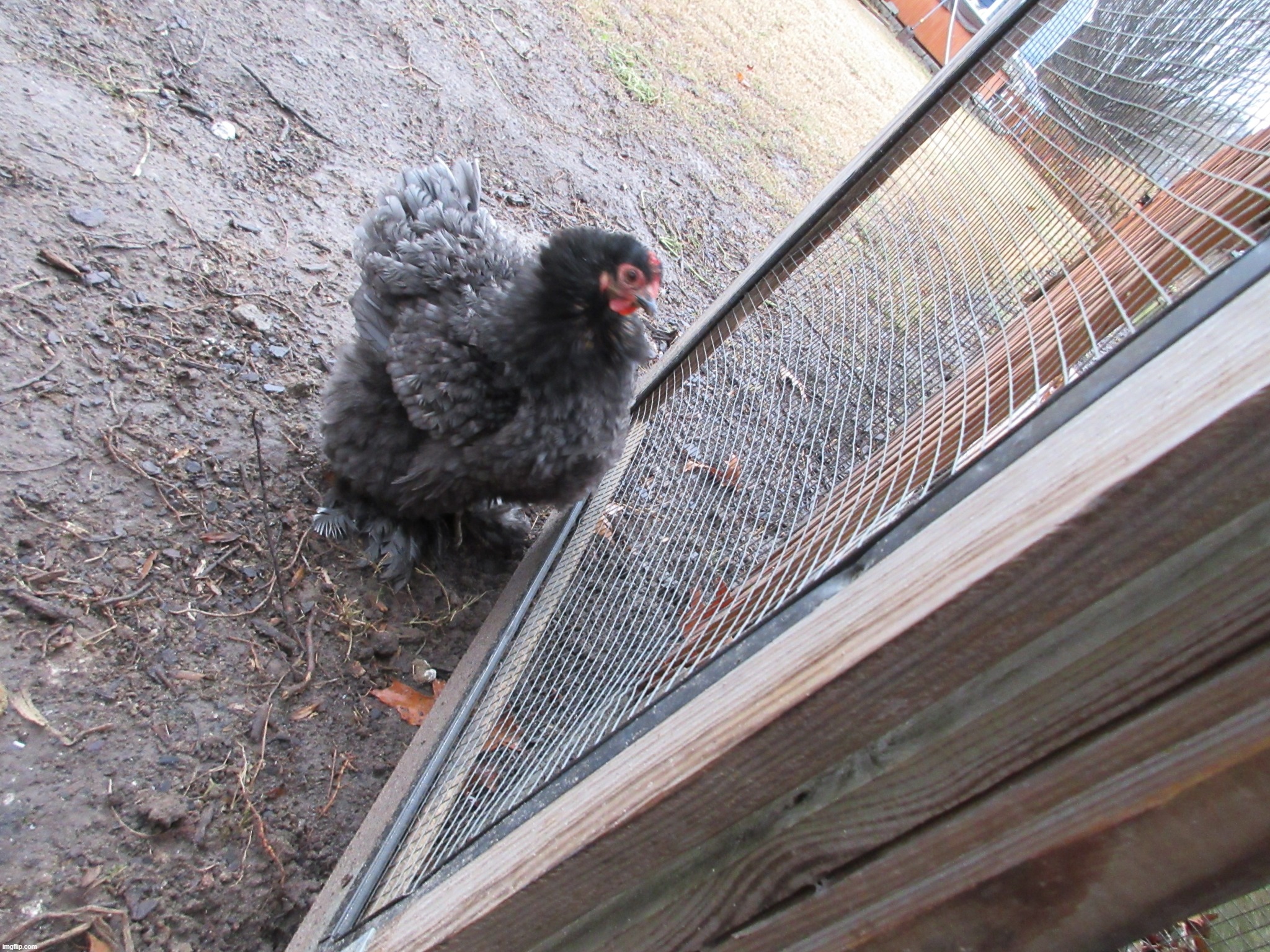 my chicken | made w/ Imgflip meme maker