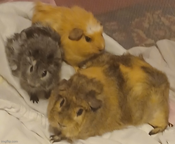 Hello :D | image tagged in mrnens | made w/ Imgflip meme maker