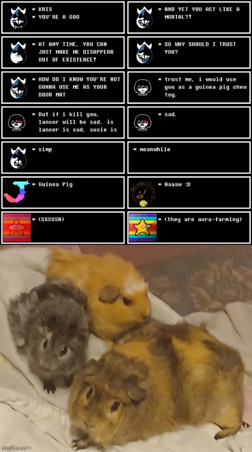 "We need da auwa fow da fish" | image tagged in guinea pig,memes | made w/ Imgflip meme maker