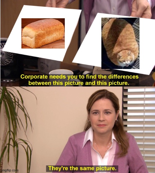 Cat=Bread | image tagged in memes,they're the same picture | made w/ Imgflip meme maker