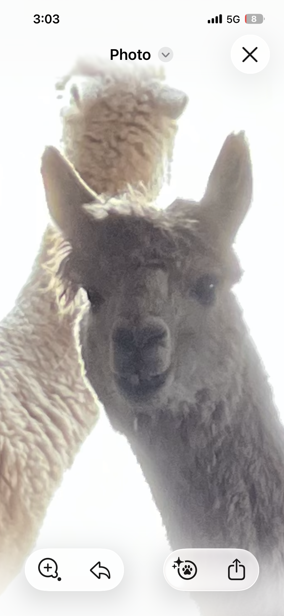 Cute alpaca Blank Meme Template