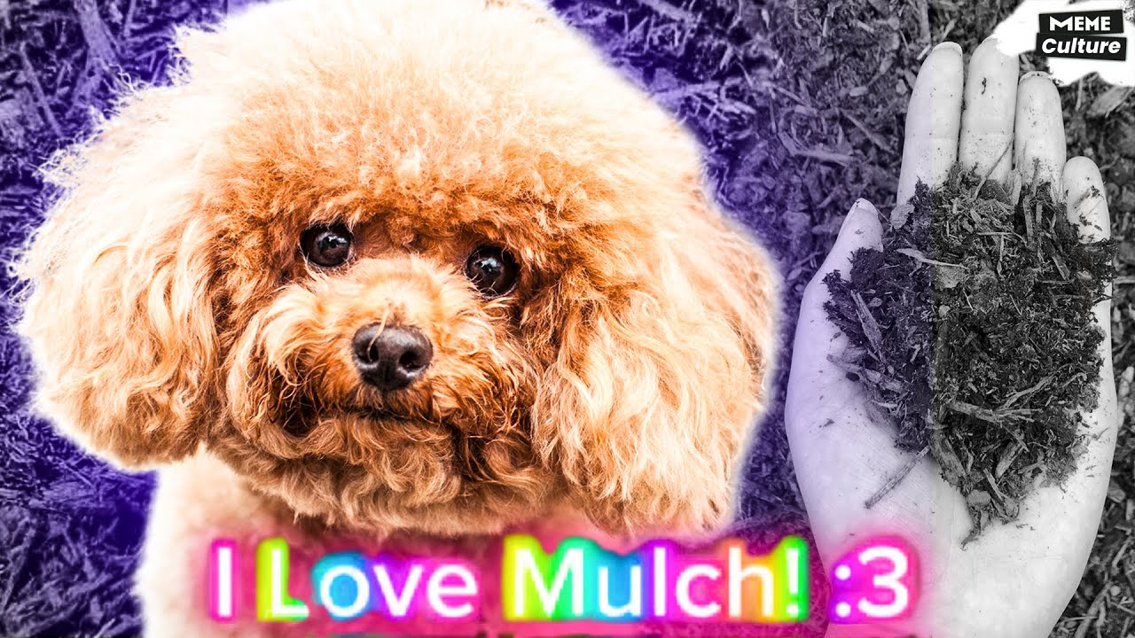 mulch pilled Blank Meme Template