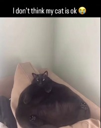 bro looks like a bean bag chair ? | made w/ Imgflip meme maker