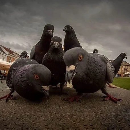 pigeon Blank Meme Template