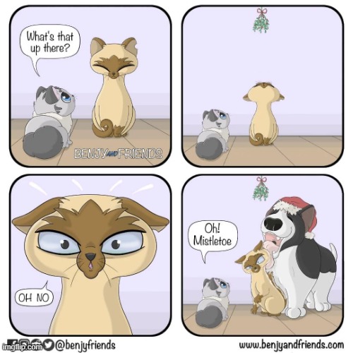 image tagged in cats,mistletoe,dog,cat,lick,christmas | made w/ Imgflip meme maker