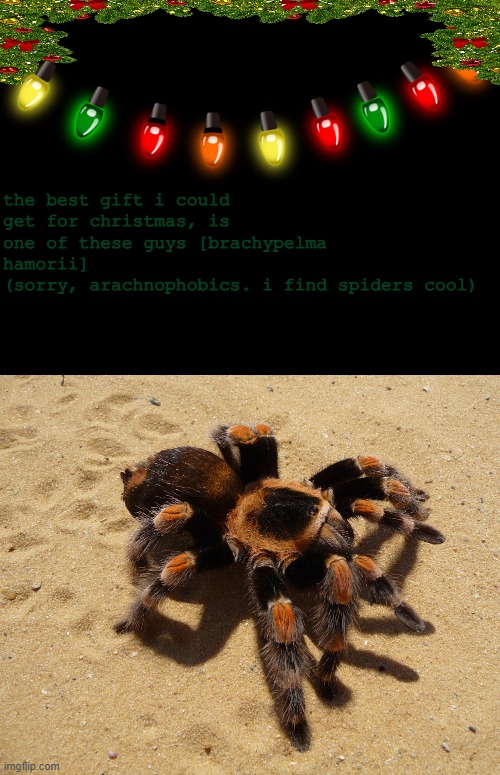 brachypelma hamorii | the best gift i could get for christmas, is one of these guys [brachypelma hamorii]
(sorry, arachnophobics. i find spiders cool) | image tagged in pets,spider | made w/ Imgflip meme maker
