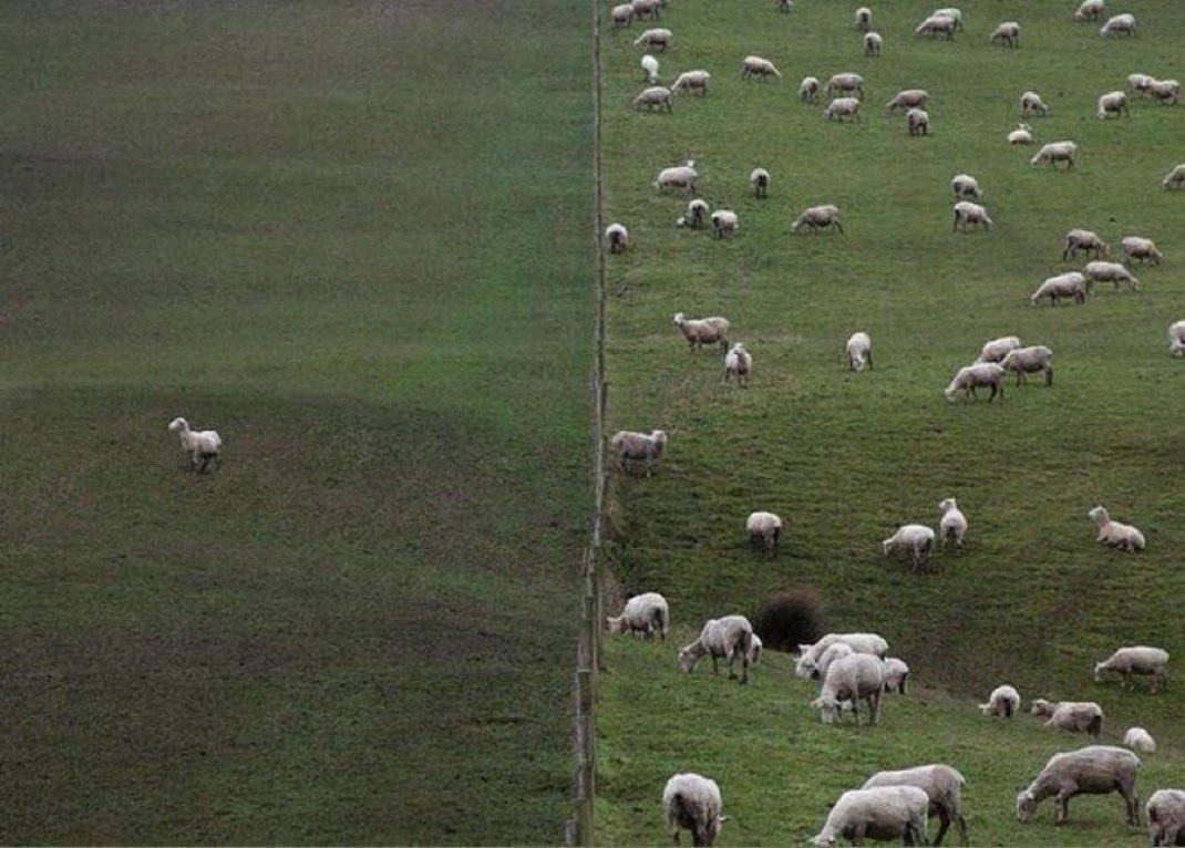 Lonely sheep Blank Meme Template