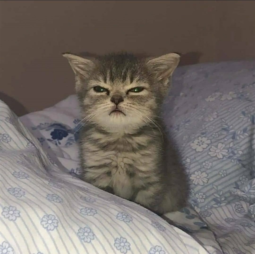 Angry sleepy cat Blank Meme Template