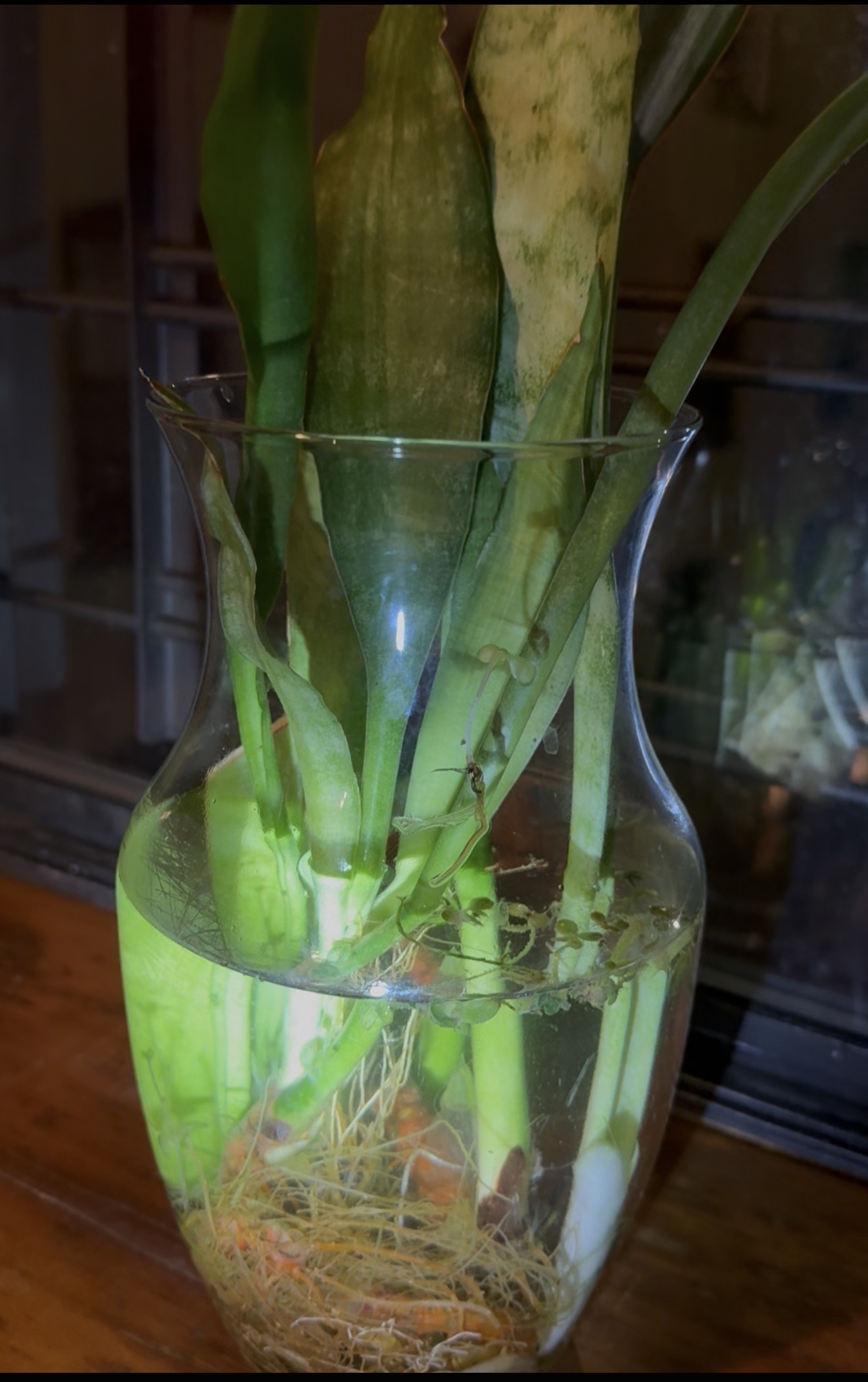 PLANTS EV Blank Meme Template